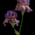 RHS Photography Gold Medal (Iceni Sunset) Bearded Iris -Polina Plotnikova