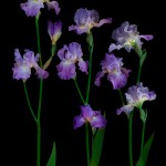 RHS Photography Gold Medal (Annabel Jane Group) Bearded Iris -Polina Plotnikova. An example of great branching.