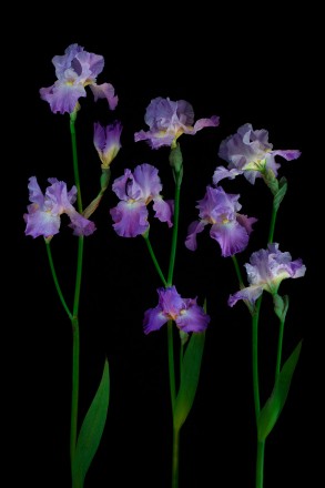 RHS Photography Gold Medal (Annabel Jane Group) Bearded Iris -Polina Plotnikova. An example of great branching.