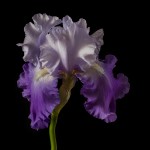 RHS Photography Gold Medal (Annabel Jane) Bearded Iris -Polina Plotnikova