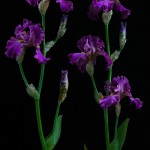 RHS Photography Gold Medal (Blaeberry Pie) Bearded Iris -Polina Plotnikova