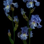 RHS Photography Gold Medal (Bryan's Best Blue) Bearded Iris -Polina Plotnikova