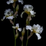 RHS Photography Gold Medal (Darley Dale) Bearded Iris -Polina Plotnikova