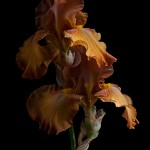 RHS Photography Gold Medal (Givendale) Bearded Iris -Polina Plotnikova