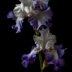 RHS Photography Gold Medal (High Peak) Bearded Iris -Polina Plotnikova