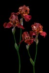 RHS Photography Gold Medal (Red Pike) Bearded Iris -Polina Plotnikova