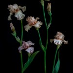 RHS Photography Gold Medal (Sherwood Pink Group) Bearded Iris -Polina Plotnikova