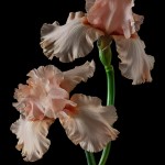 RHS Photography Gold Medal (Sherwood Pink) Bearded Iris -Polina Plotnikova