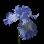 RHS Photography Gold Medal (Skye Blue) Bearded Iris -Polina Plotnikova