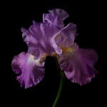 RHS Photography Gold Medal (Whernside) Bearded Iris -Polina Plotnikova