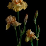 RHS Photography Gold Medal (William of Ortange) Bearded Iris -Polina Plotnikova