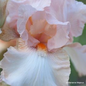 Sherwood Dawn Pink and Orange Bearded Iris