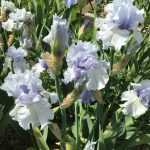 Blue Crevasse One of Our award Winning Bearded Irises