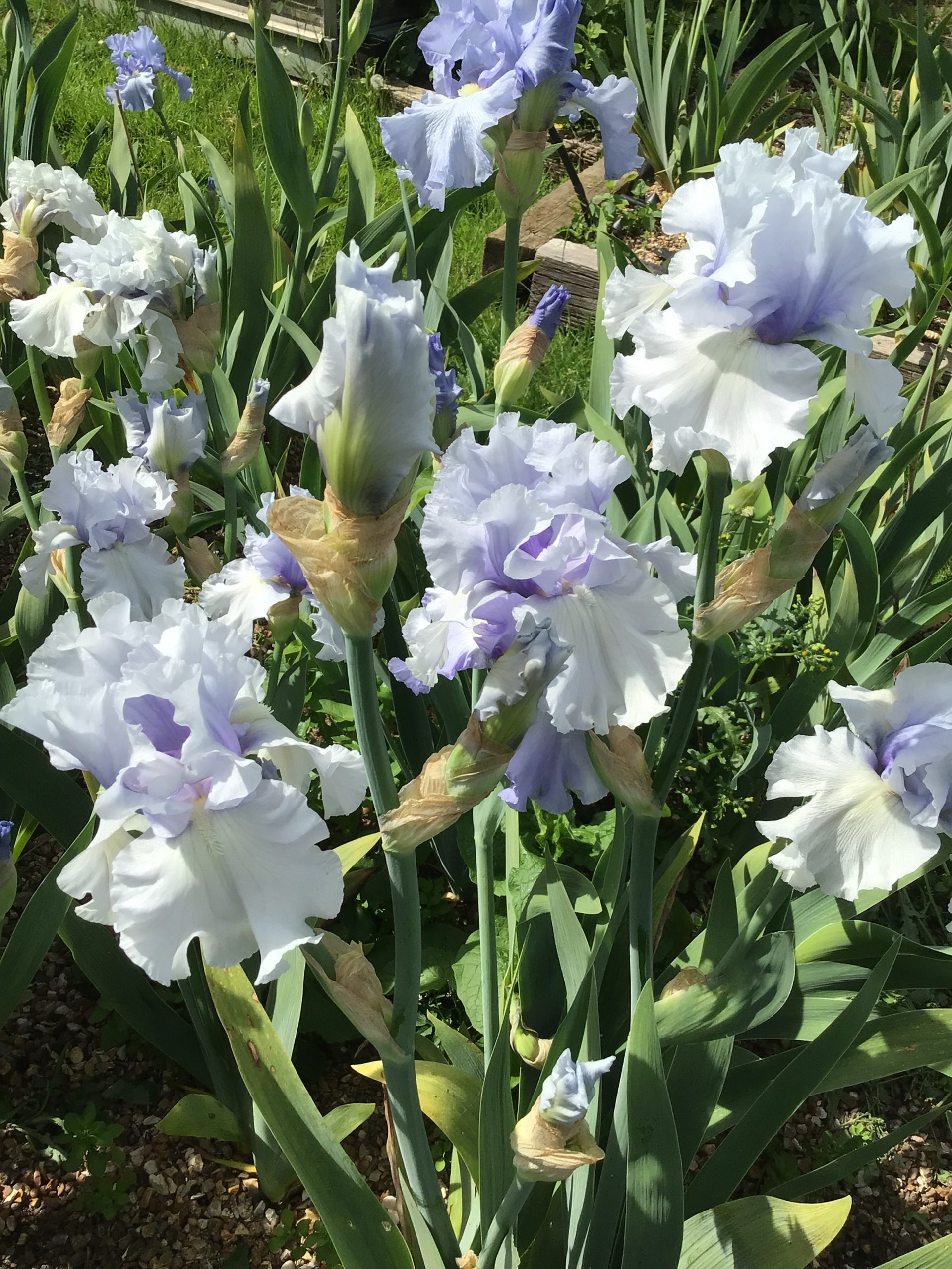 Blue Crevasse The English Iris Company