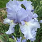 Bryan's Best Blue One of our award Winning Bearded Irises