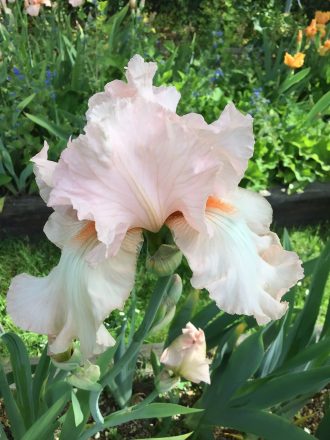 Eileen Louise One of our Award Winning Bearded Irises