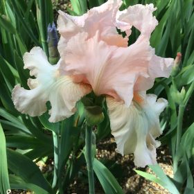 Eileen Louise Classic Pink Bearded Iris