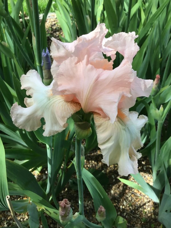 Eileen Louise One of our Award Winning Bearded Irises