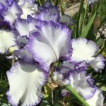 Hornpipe One of our Award Winning Bearded Irises