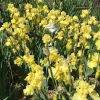 Lime Soda One of our award Winning Bearded Irises