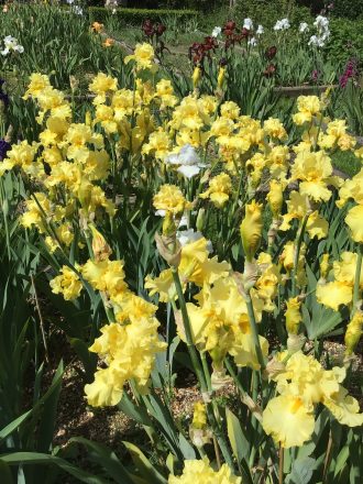 Lime Soda One of our award Winning Bearded Irises