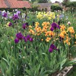 Award Winning Bearded Irises