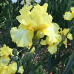 New Bearded iris Seedling Unregistered