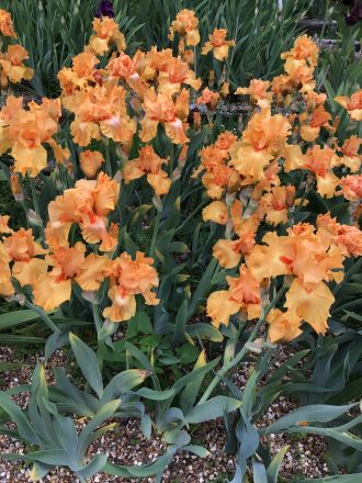 Orange Order One of our Award Winning Bearded Irises