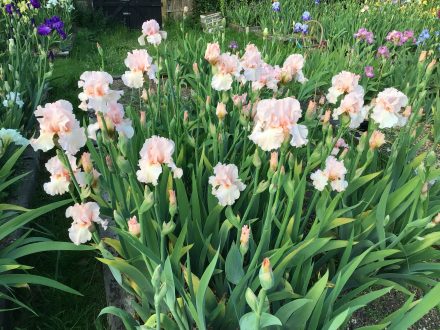 Pink Bearded Irises part of our Award Winning Collection
