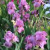 Purple Bearded Iris Philippa Hobart