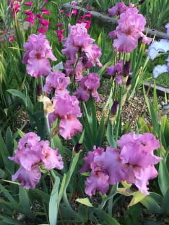 Purple Bearded Iris Philippa Hobart