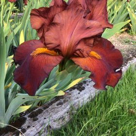 Red Pike One of our award Winning Bearded Irises