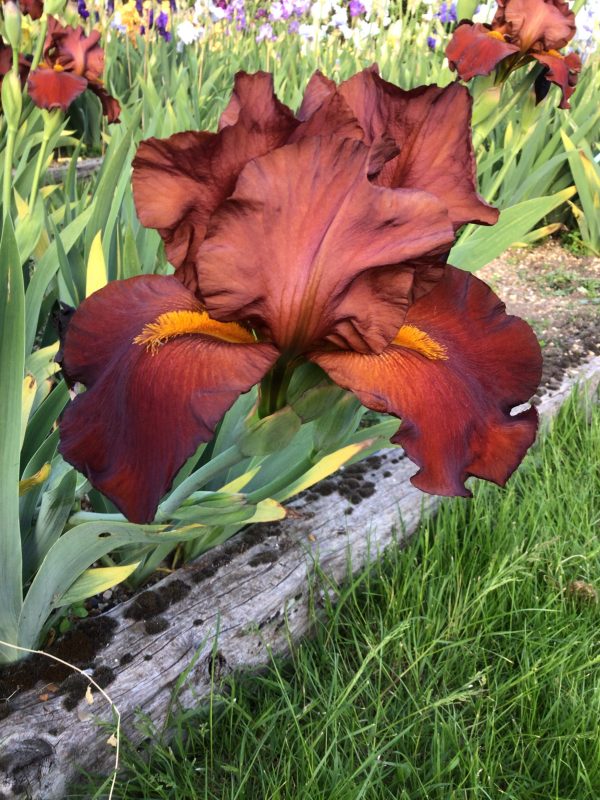 Red Pike One of our award Winning Bearded Irises