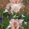 Catherine Seville Pink Tall Bearded Iris