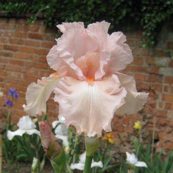Catherine Seville Pink Tall Bearded Iris