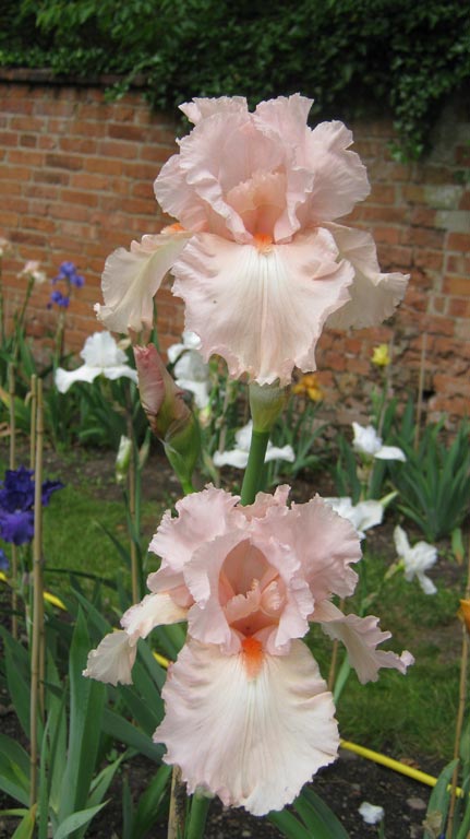 Catherine Seville Pink Tall Bearded Iris