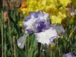 Hornpipe Tall White Bearded Iris with Purple 'stitching'
