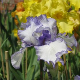 Hornpipe Tall White Bearded Iris with Purple 'stitching'