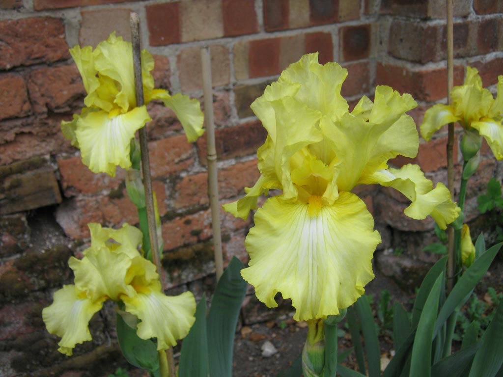 Lime Soda Pale Yellow Tall Bearded Iris The English Iris Company