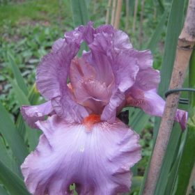Philippa Hobart Mulberry Tall Bearded Iris