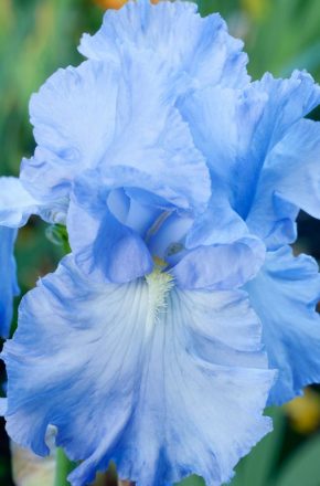 Iris with High Impact (Bryan's Best Blue)