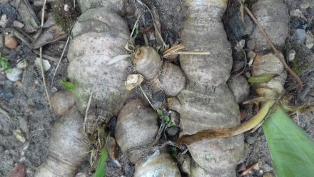 Dividing Irises - Examples of Congested Iris Rhizomes