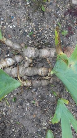 DiDividing Irises -Keep Healthy Rhizome with Leaf Shoots/Discard the Rest