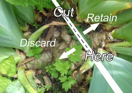 Divide as Shown to Remove Plant Mass and Create Space