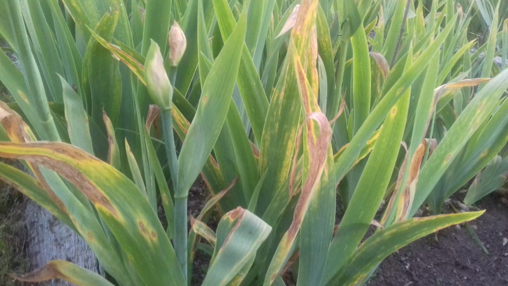 Iris showing signs of fungal disease leaf spot