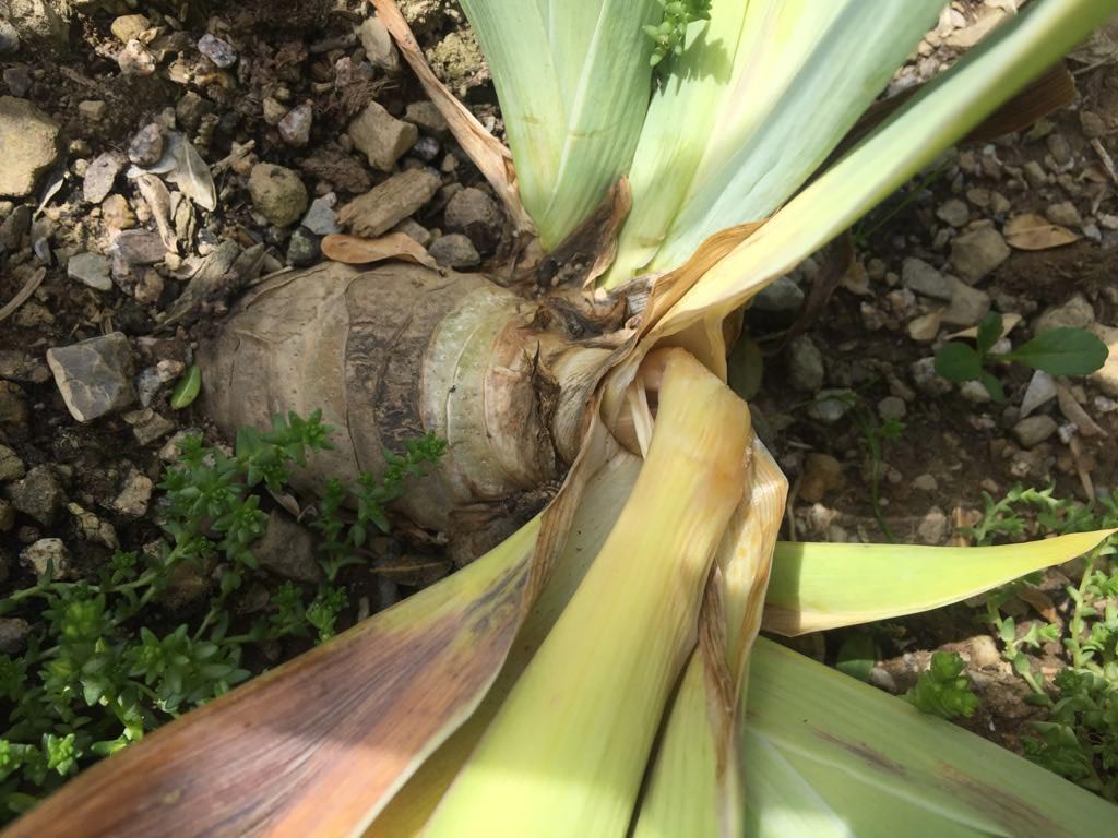 Iris showing signs of rhizome rot