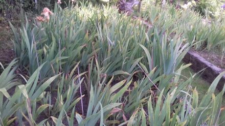 16 Irises in shade
