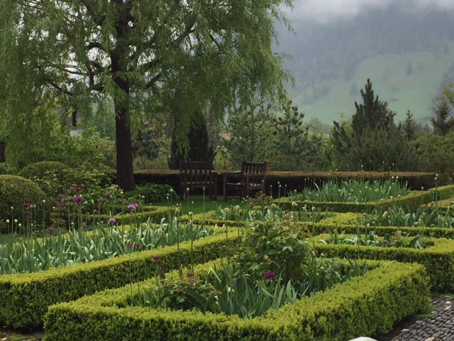 Irises planted with alliums