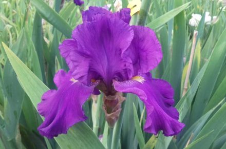 An Example of Perfect Flower Shape of one of our Tall Bearded Irises