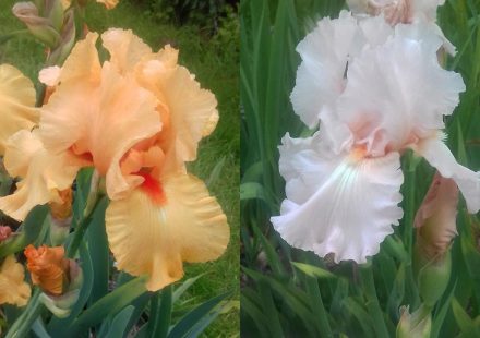 Our Bearded Irises All Have Clear Clean Colours